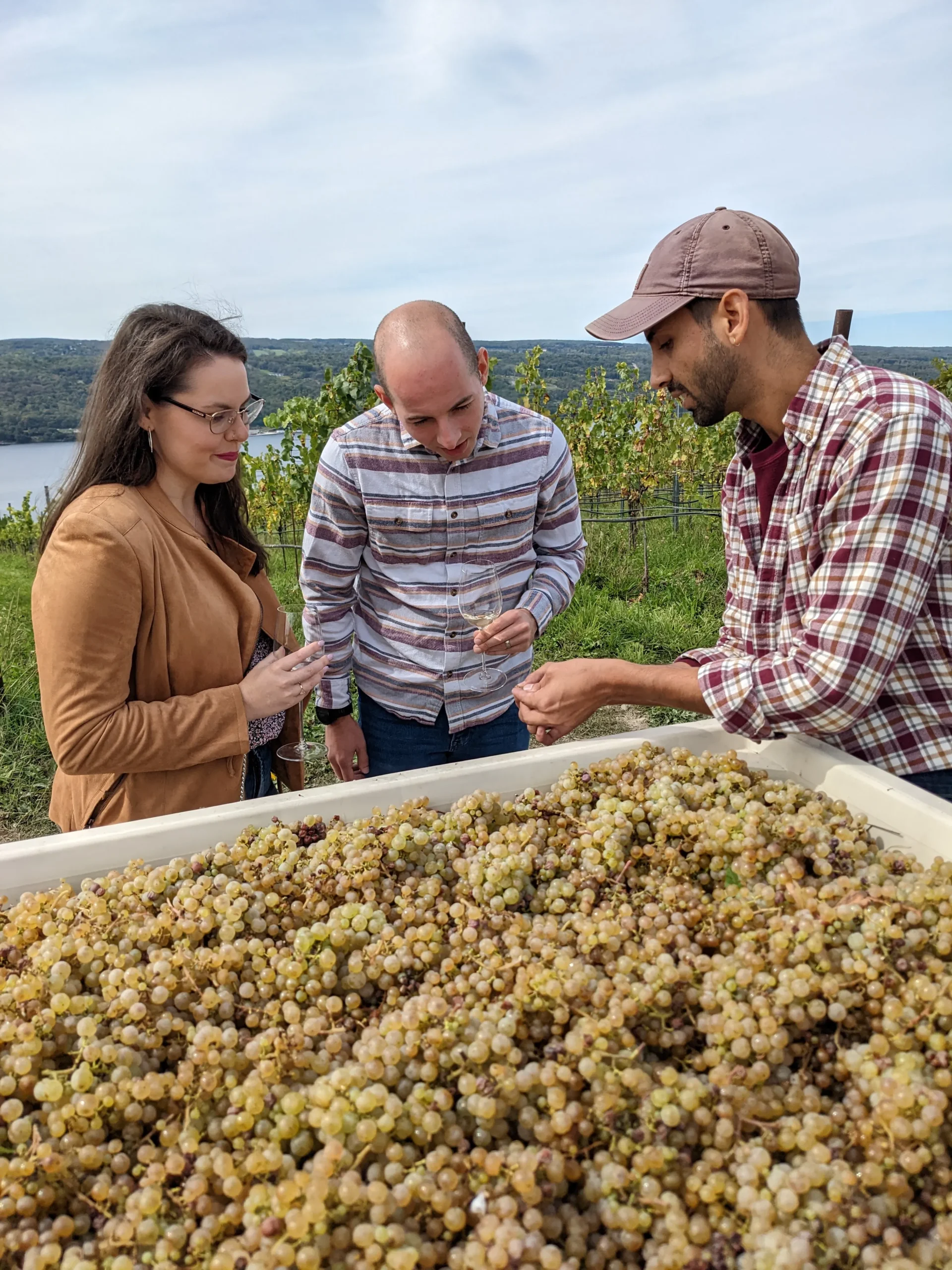 renowned-hillick-harvested-grapes-with-guests