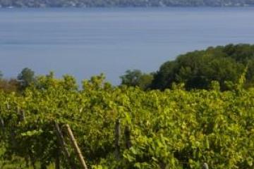 Vineyard overlooking Cayuga lake