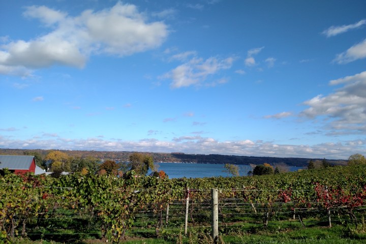 sheldrake point vineyard vista