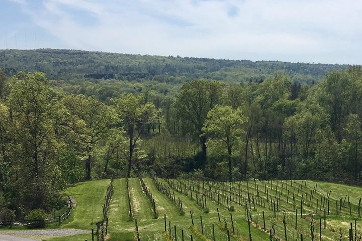 six mile creek vineyard