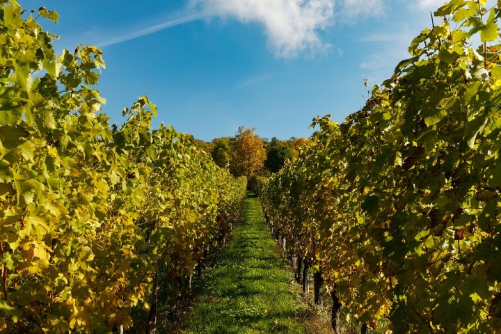 Grape vines