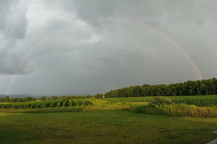 a rainbow over a field