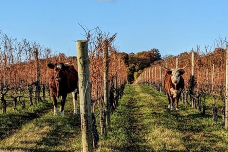 a herd of cattle standing on top of a grass covered field