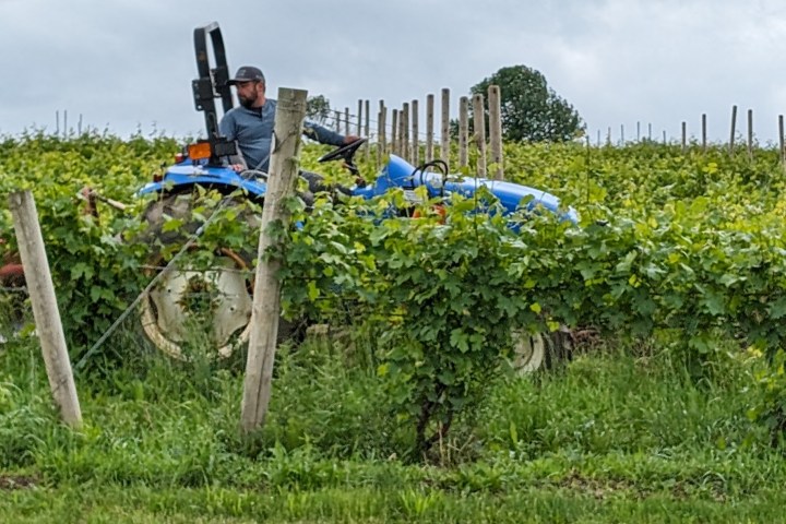 a close up of a garden
