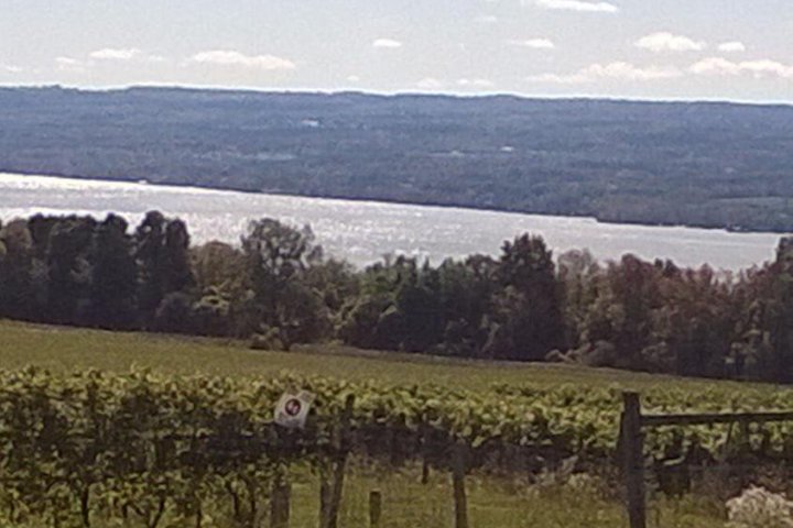 Green vineyard with distant hills and a cloudy sky near a reflective body of water.